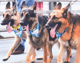 HRM Natal Day Parade