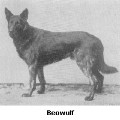 Breed History