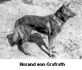 Breed History
