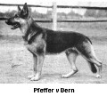 Breed History